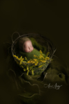 Ann Alzog - farbig - Newborn