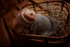 Ann Alzog - farbig - Newborn