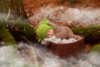 Ann Alzog - farbig - Newborn - Outdoor